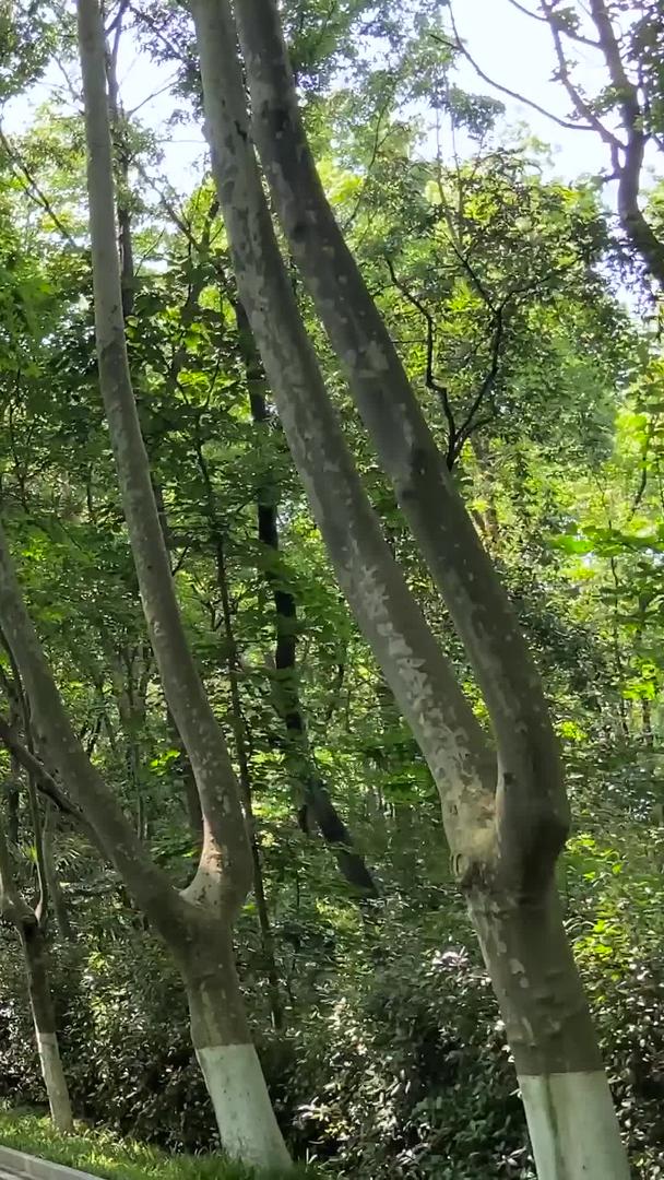 实拍中山陵风景绿树成荫视频的预览图