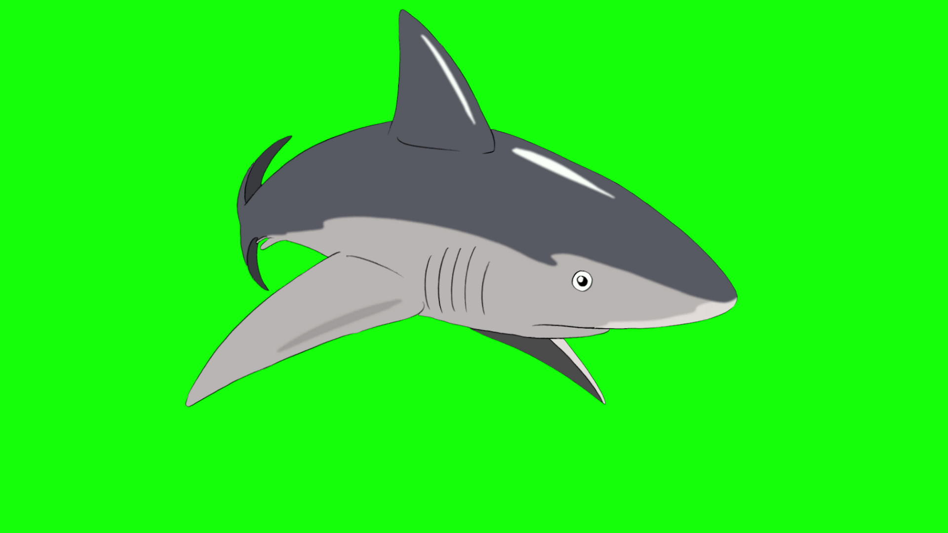 灰鲨攻击染色体键视频的预览图