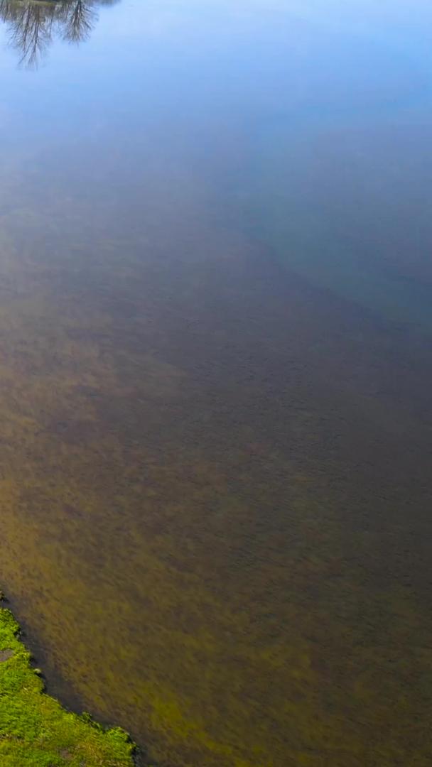 5A景区神农架林区大九湖湿地木栈道航拍视频的预览图