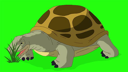 大黄象海龟吃草染色视频的预览图