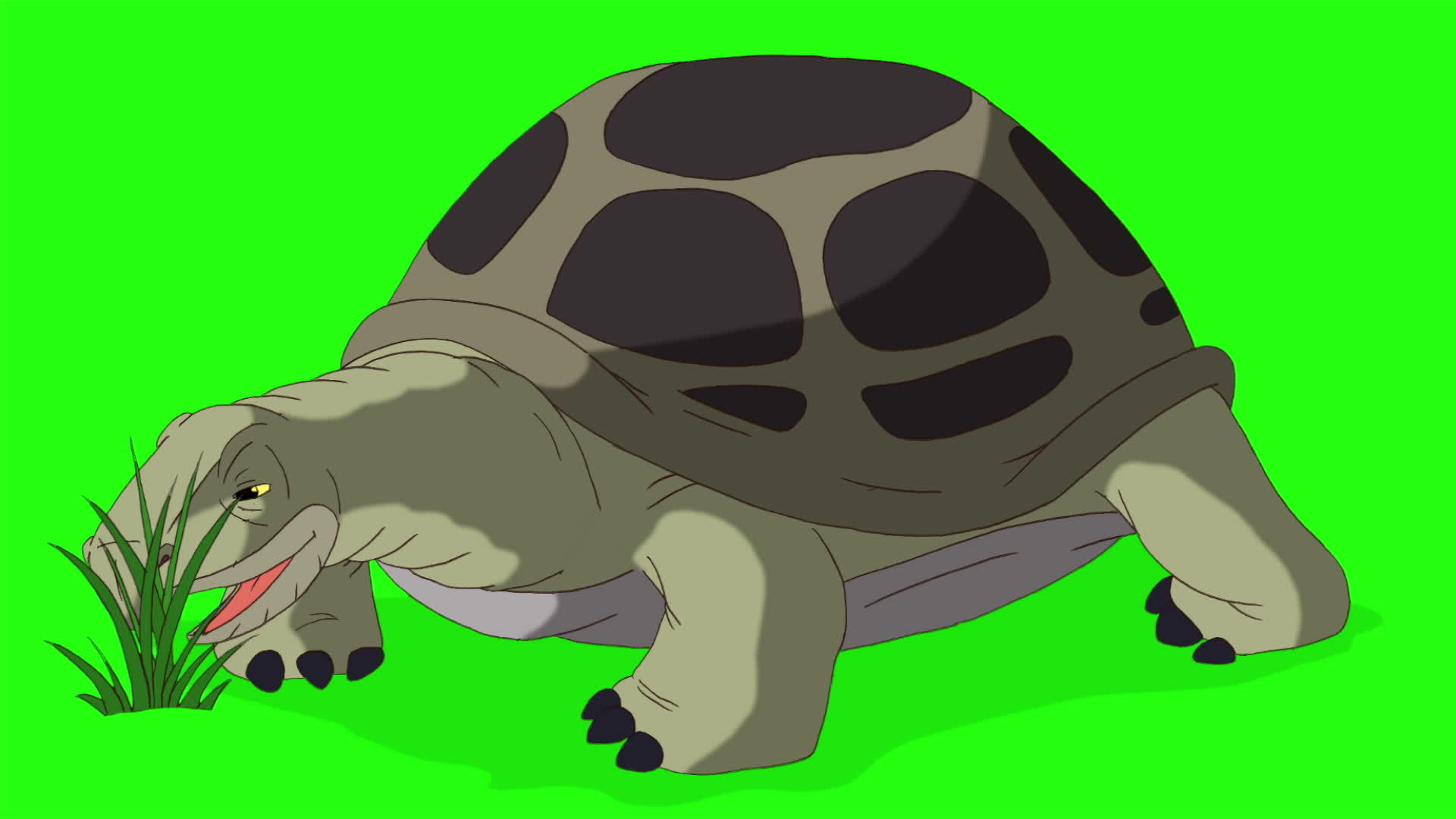 大灰象海龟吃草染色视频的预览图