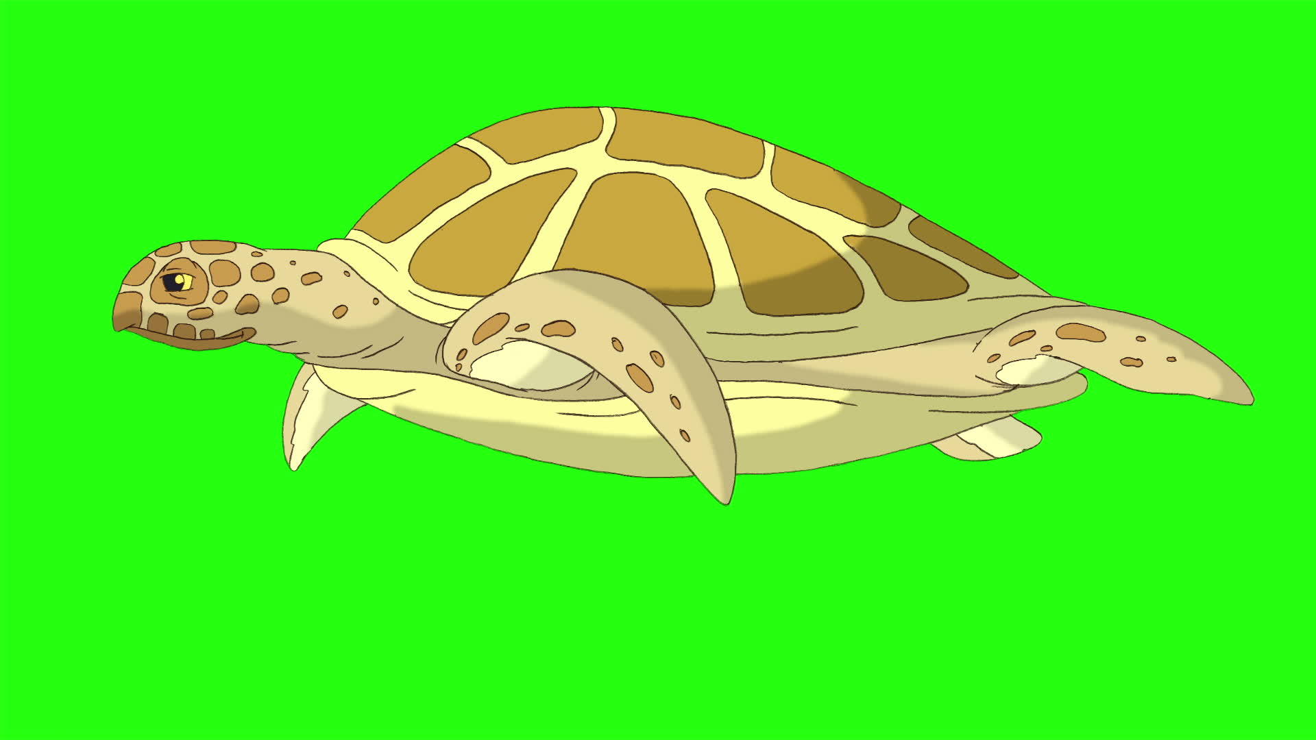 大黄海龟游泳下游泳视频的预览图