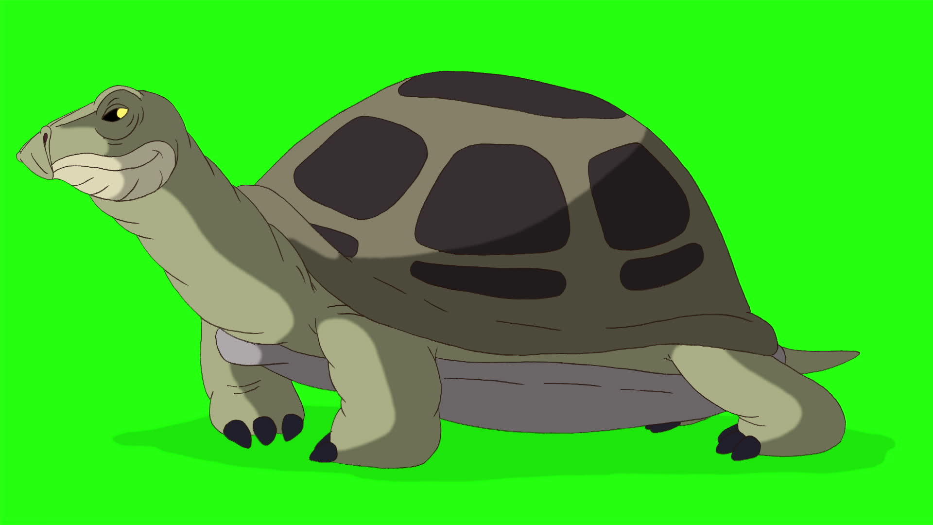大绿海龟嗅探染色圈键视频的预览图