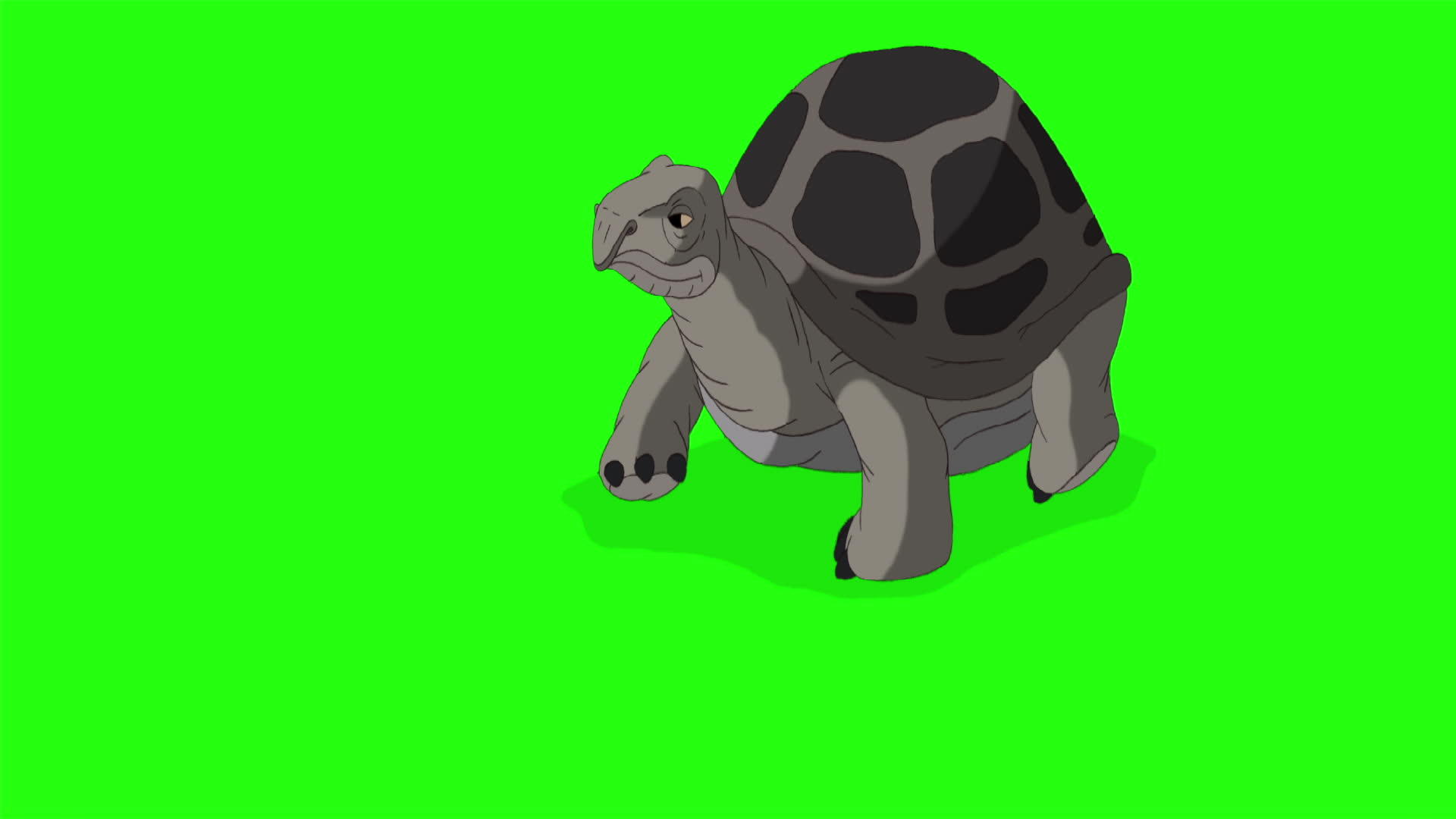 大灰象大灰象海龟染色体密钥视频的预览图