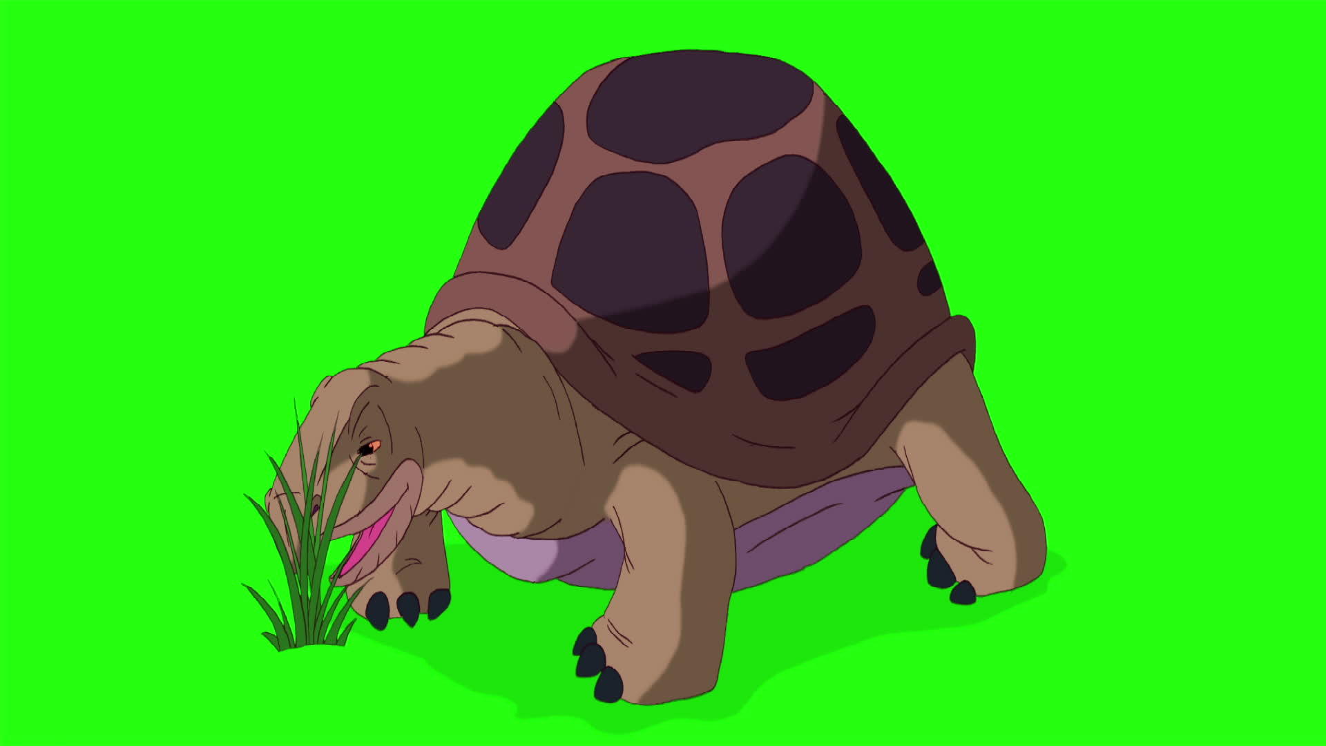 大棕大象海龟吃草染色视频的预览图