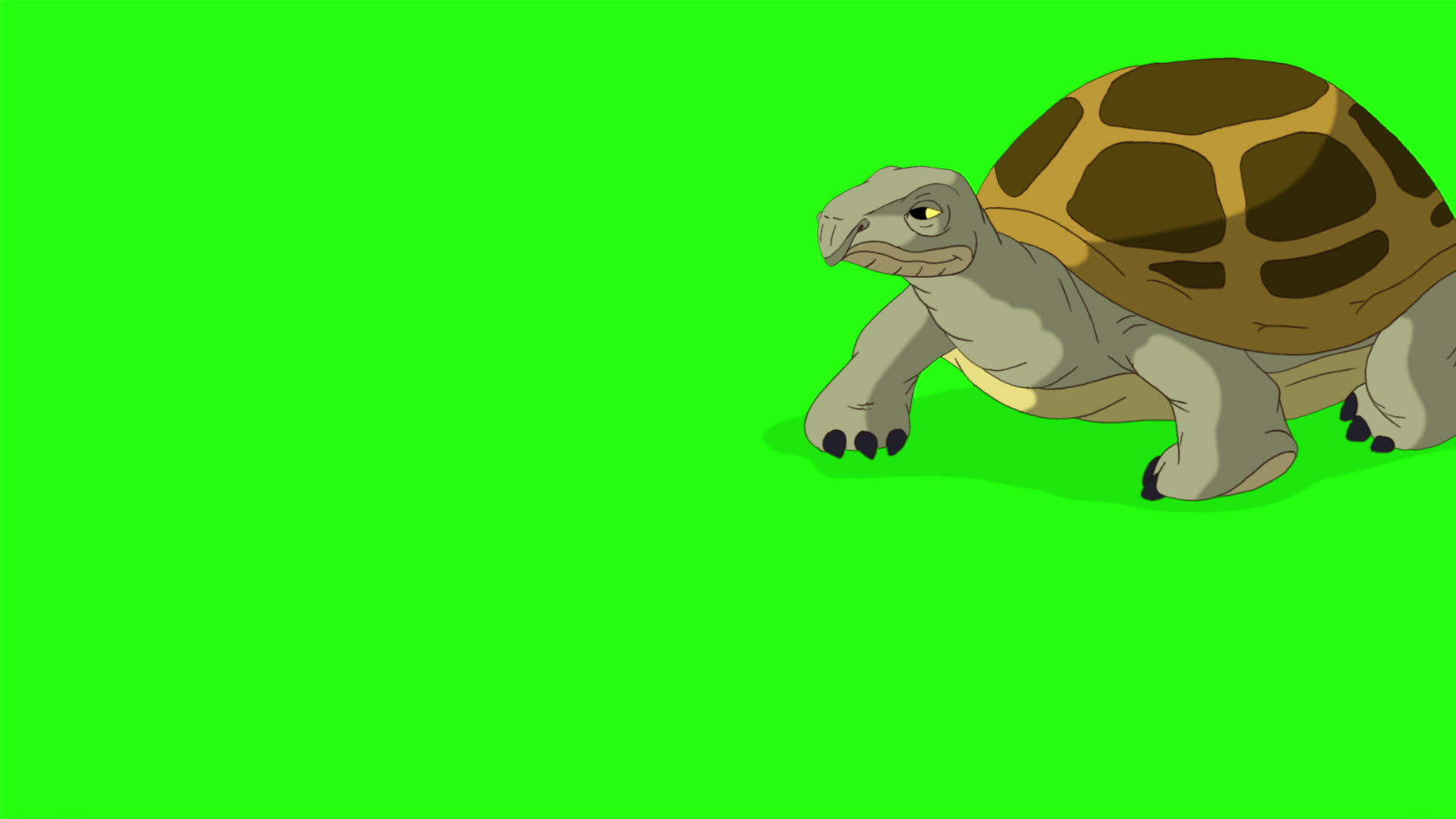 大沼泽海龟来来往往视频的预览图