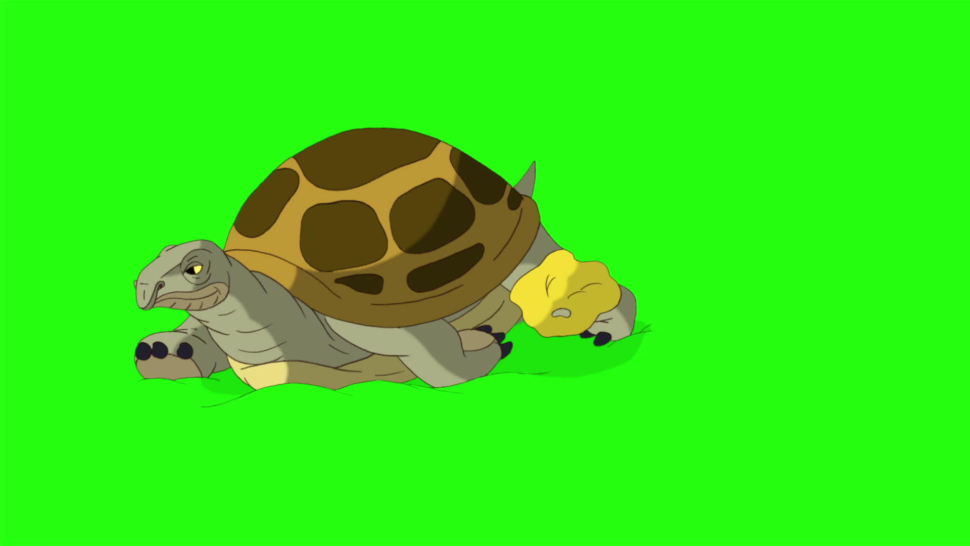 大沼泽海龟沉积在沙色谱键上视频的预览图
