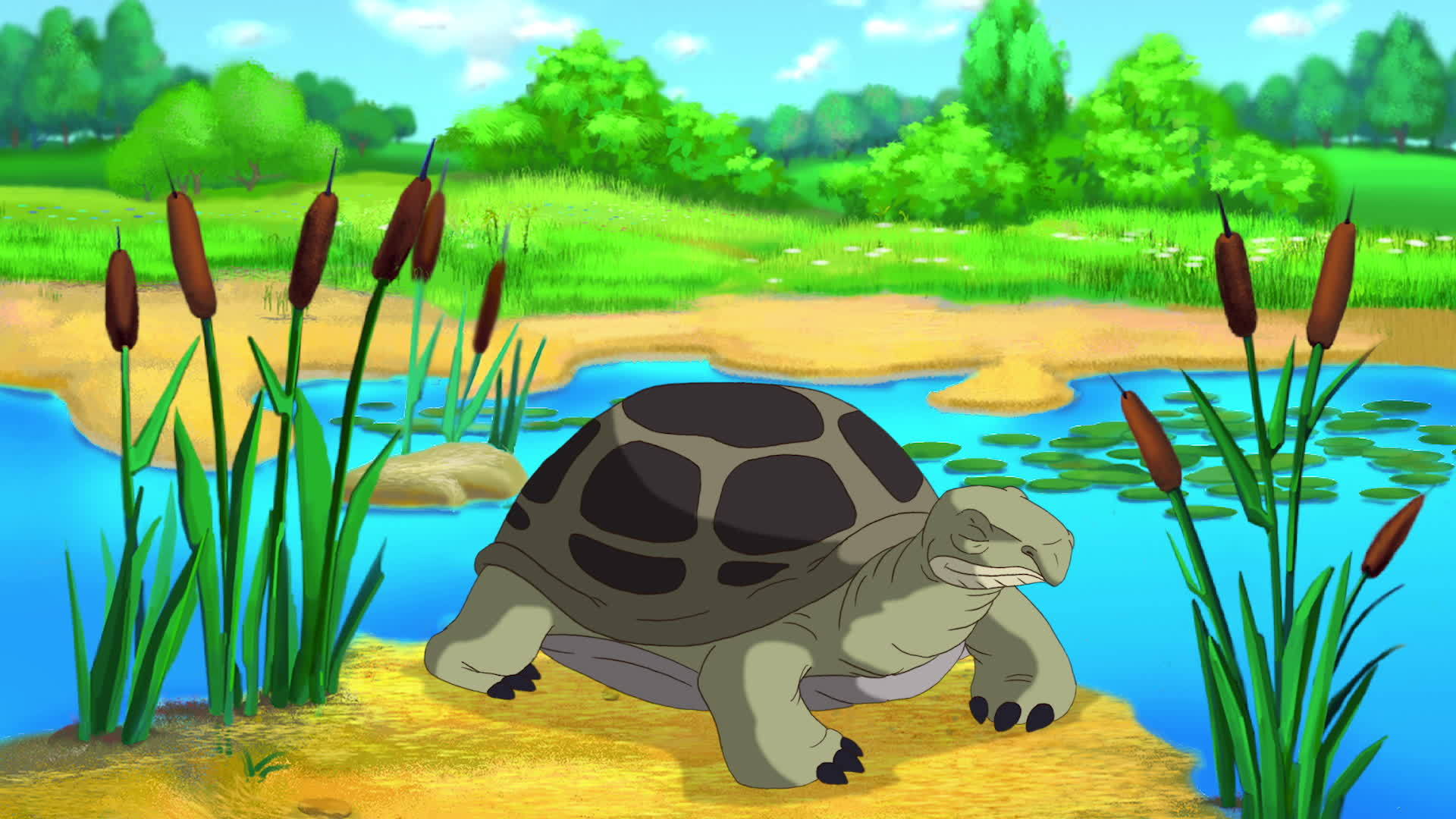 绿海龟从池塘附近的壳里偷看视频的预览图