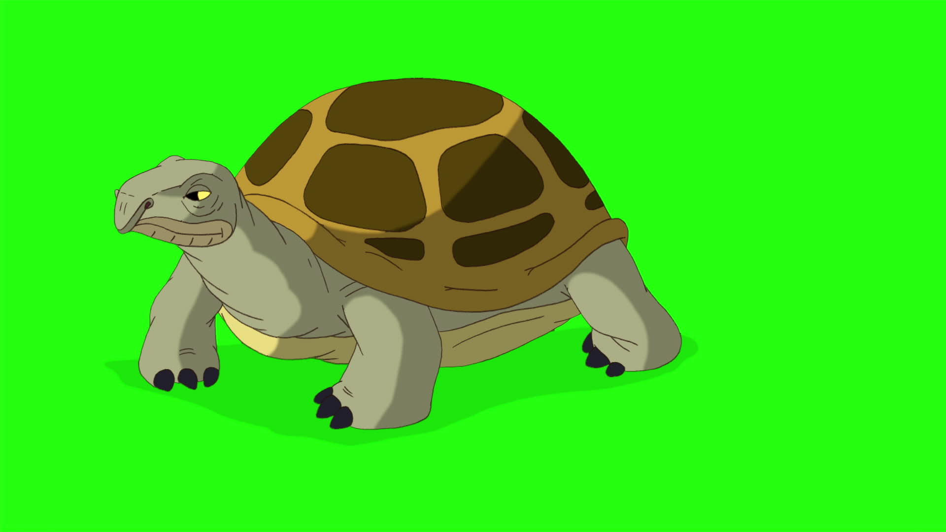 大沼泽海龟采取几步染色键视频的预览图