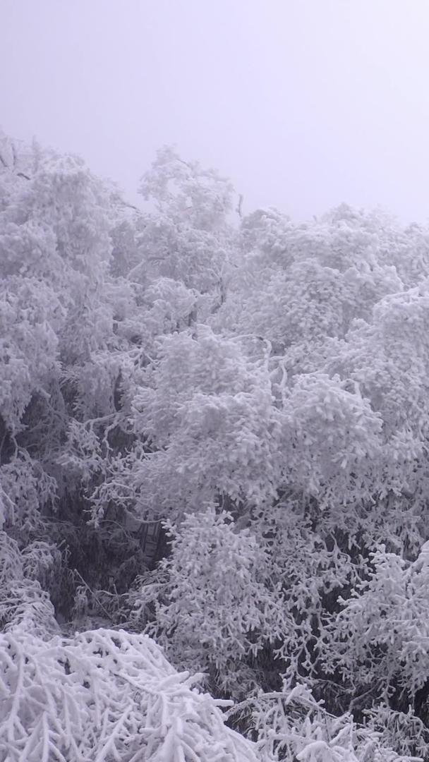 森林视频素材覆盖着航拍冰雪视频的预览图