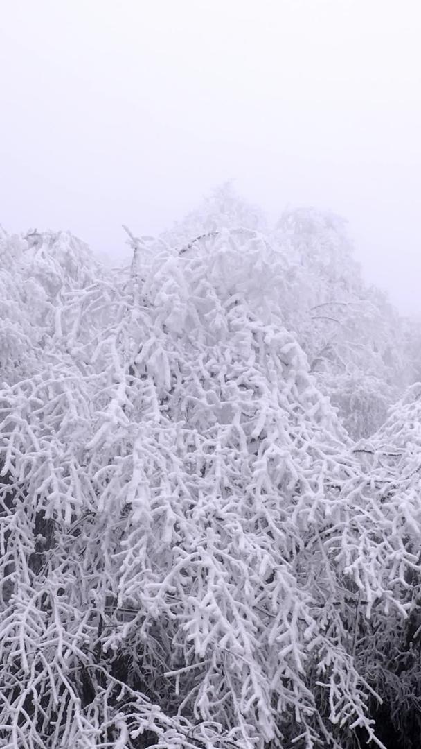 森林视频素材覆盖着航拍冰雪视频的预览图