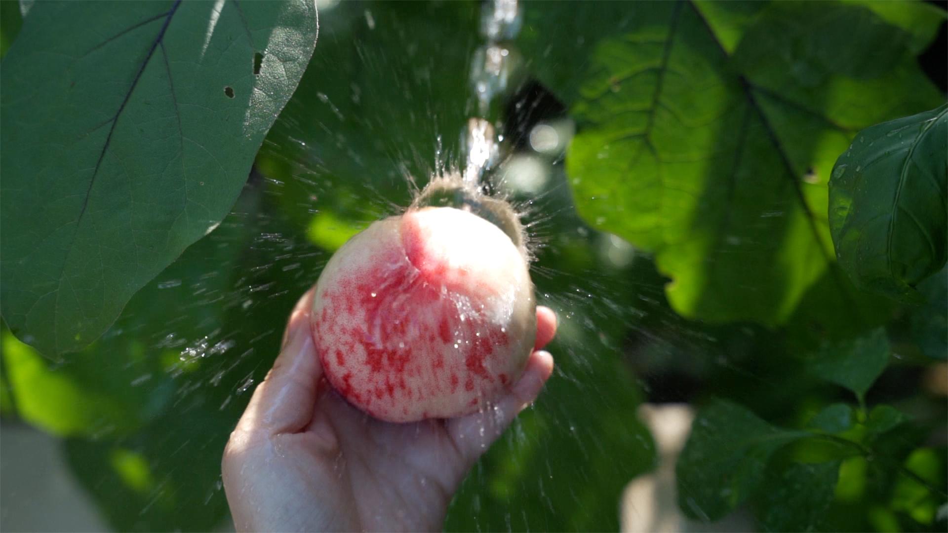 夏天洗甜甜的水蜜桃解暑降温视频的预览图
