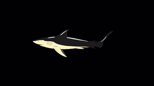 游览阿尔法马特的黑鲨视频的预览图