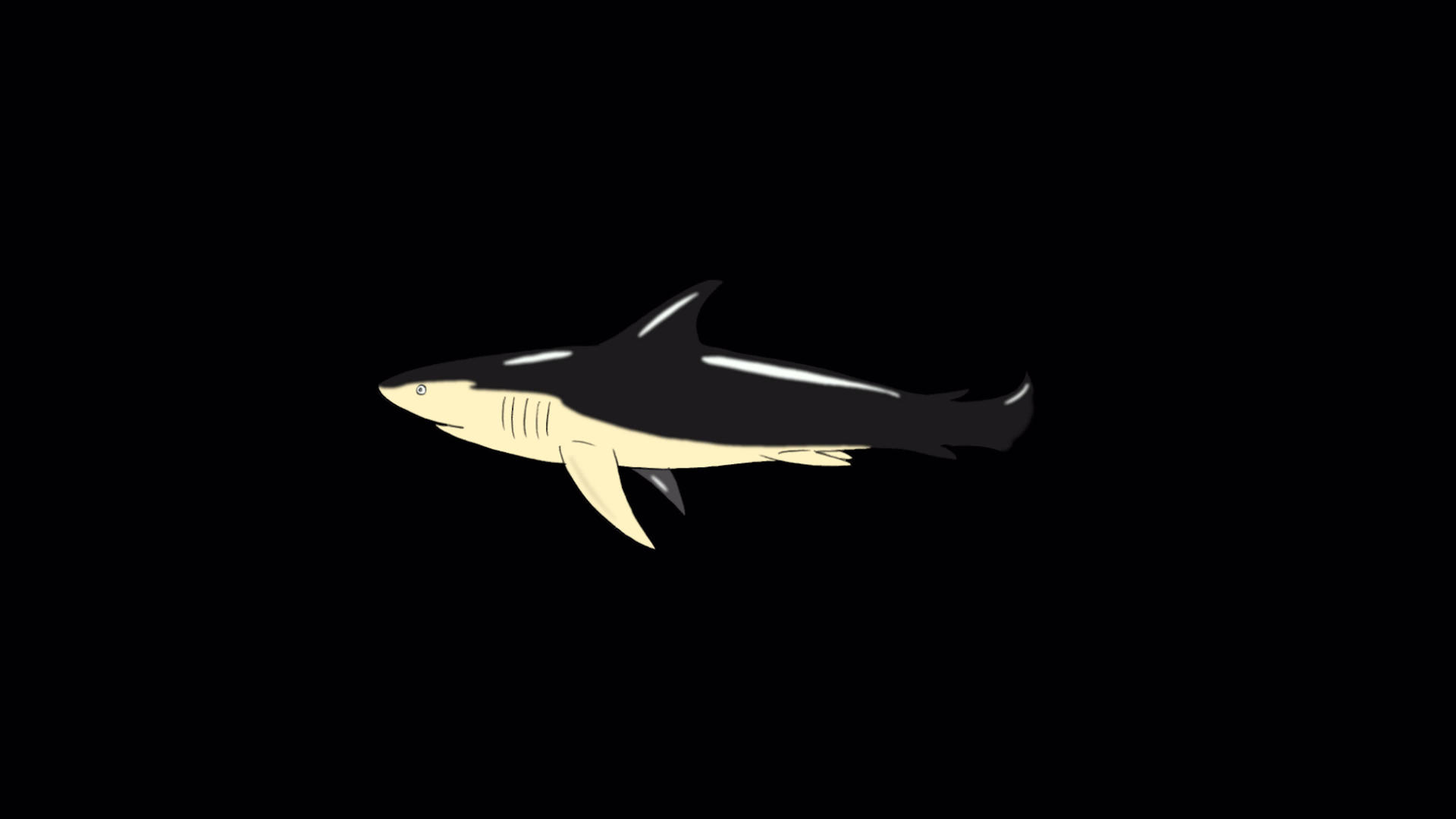 黑鲨游过阿尔法马特视频的预览图
