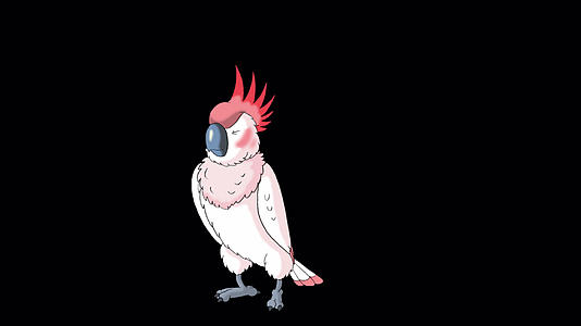 粉红鹦鹉视频的预览图