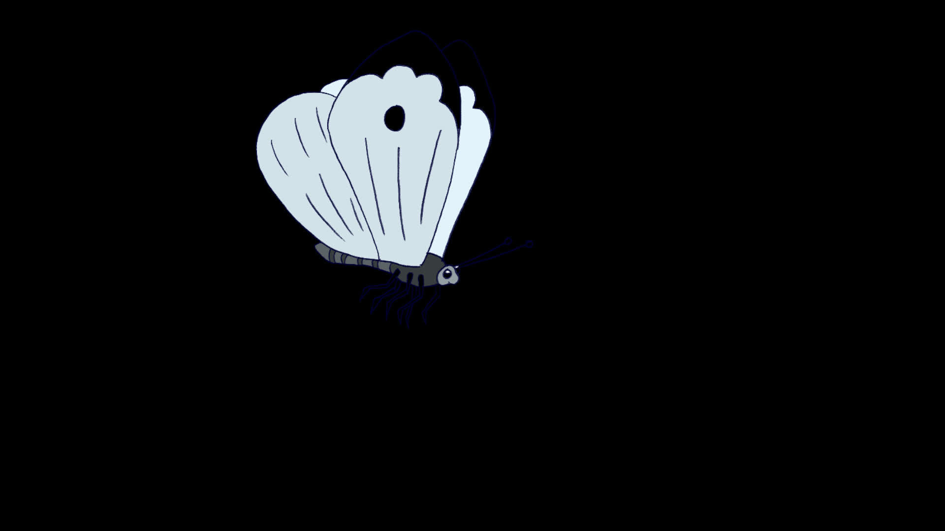 白色蝴蝶苍蝇阿尔法环视频的预览图