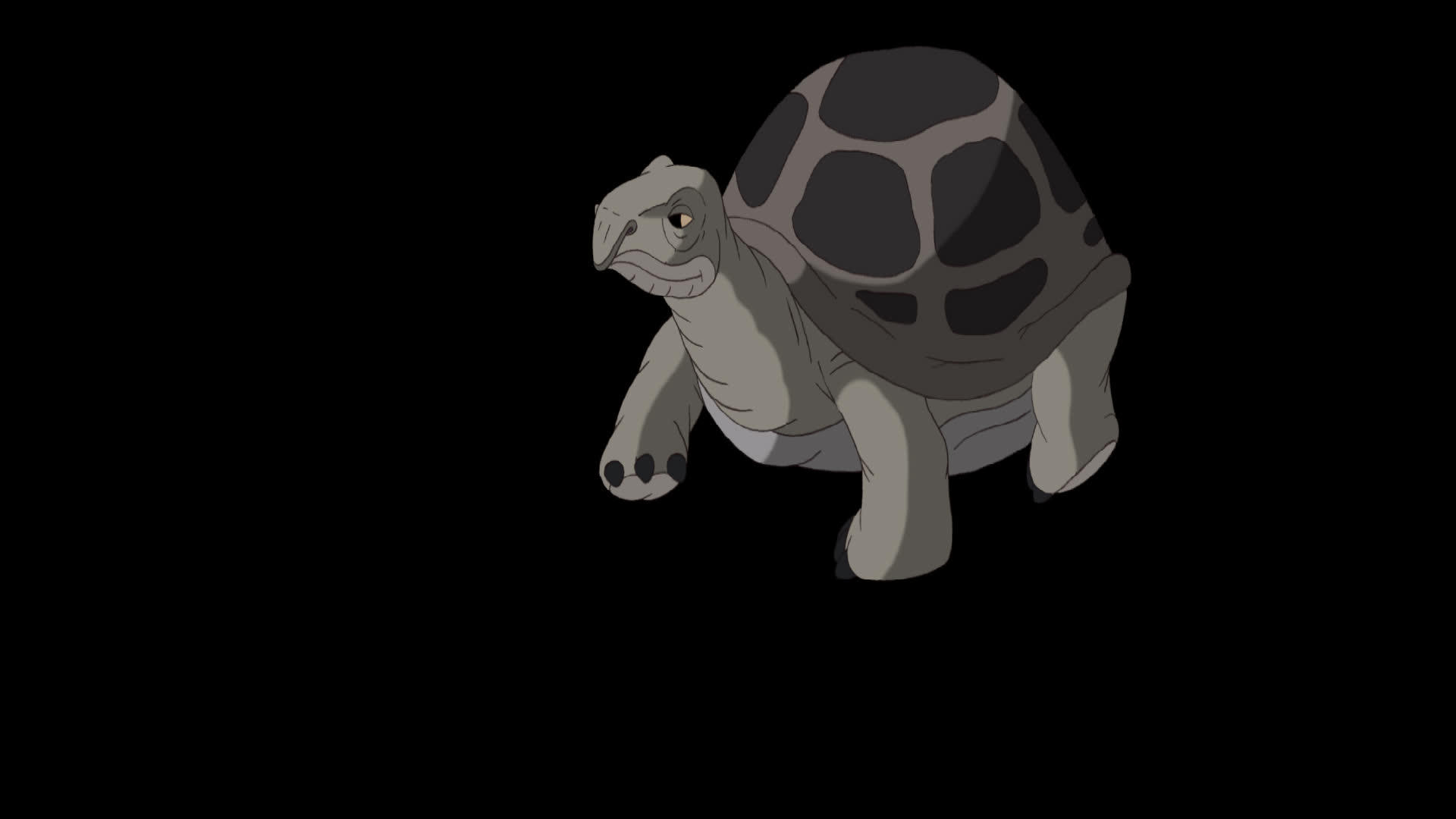 大灰象海龟甲型大灰象视频的预览图
