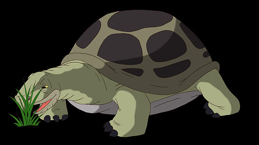 大灰象海龟吃草视频的预览图