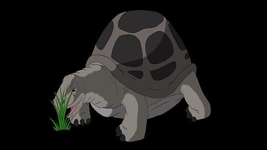 大灰象海龟吃草视频的预览图