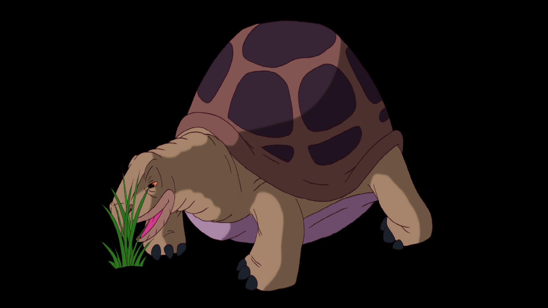 大棕象海龟食草海龟视频的预览图