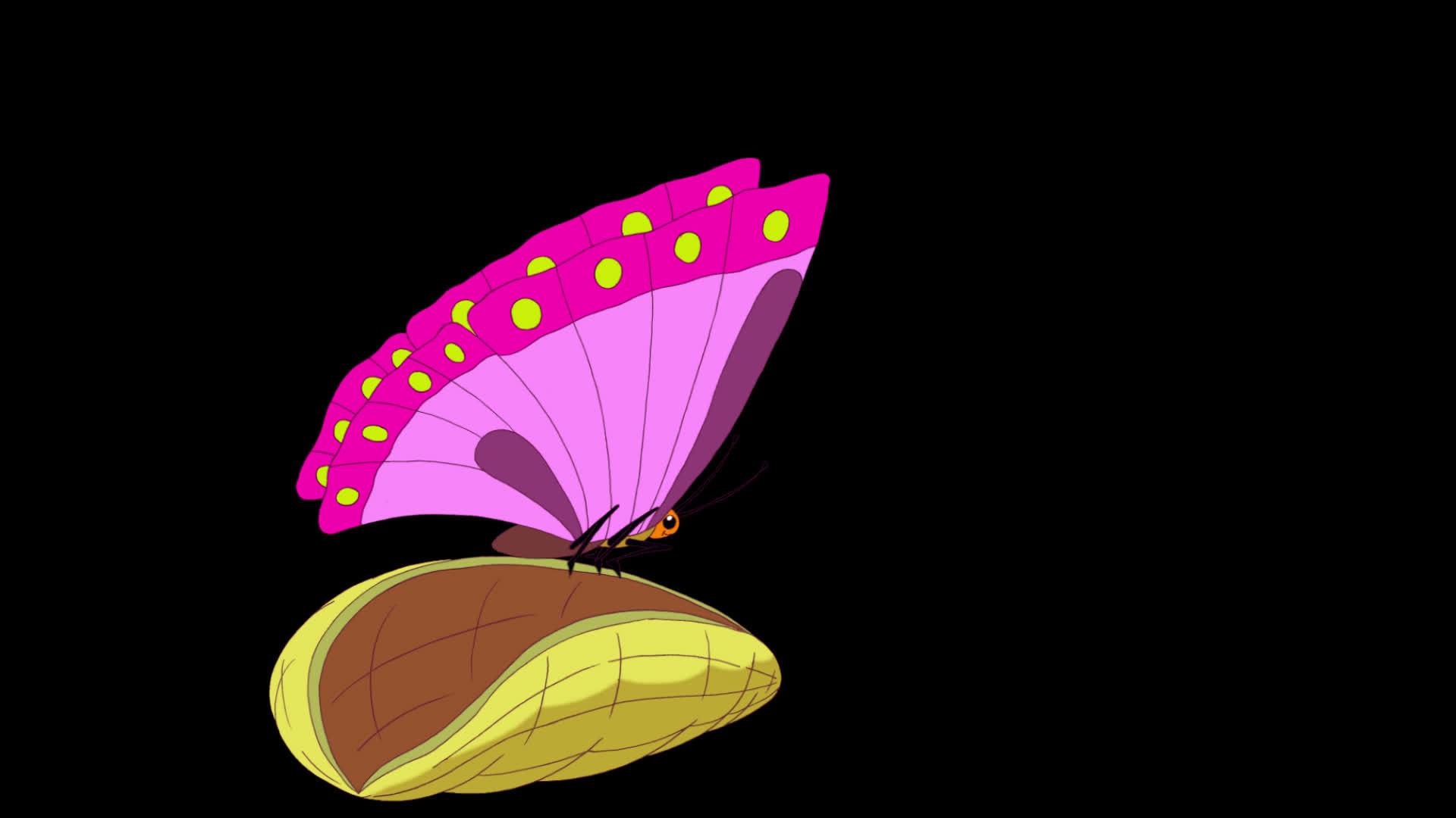 一只美丽的蝴蝶从一个角中孵化出来视频的预览图