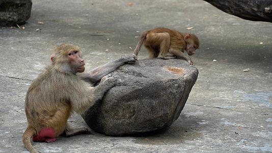 动物园的猴子视频的预览图