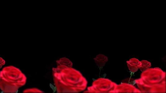 玫瑰花透明背景视频元素视频的预览图