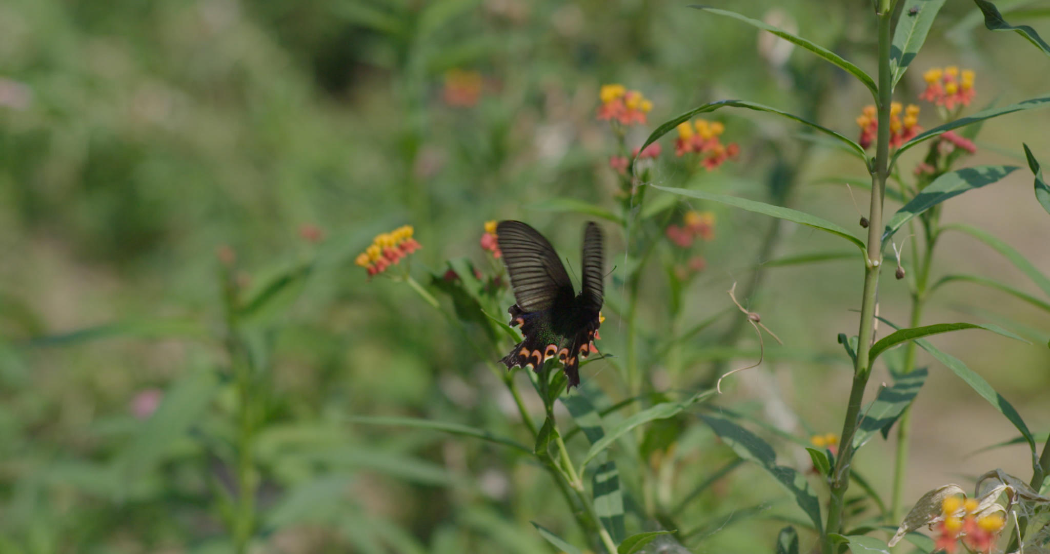 蝴蝶高速摄影视频的预览图
