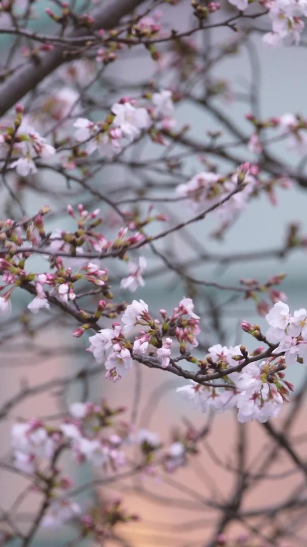 春季花期武汉大学校园盛开的樱花素材视频的预览图