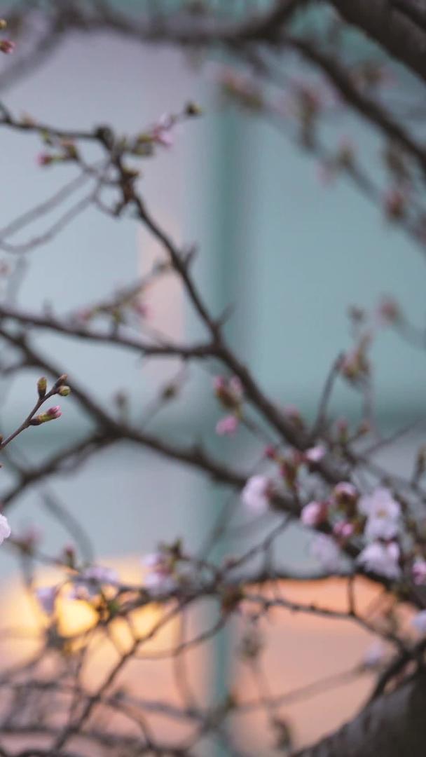 春季花期武汉大学校园盛开的樱花素材视频的预览图