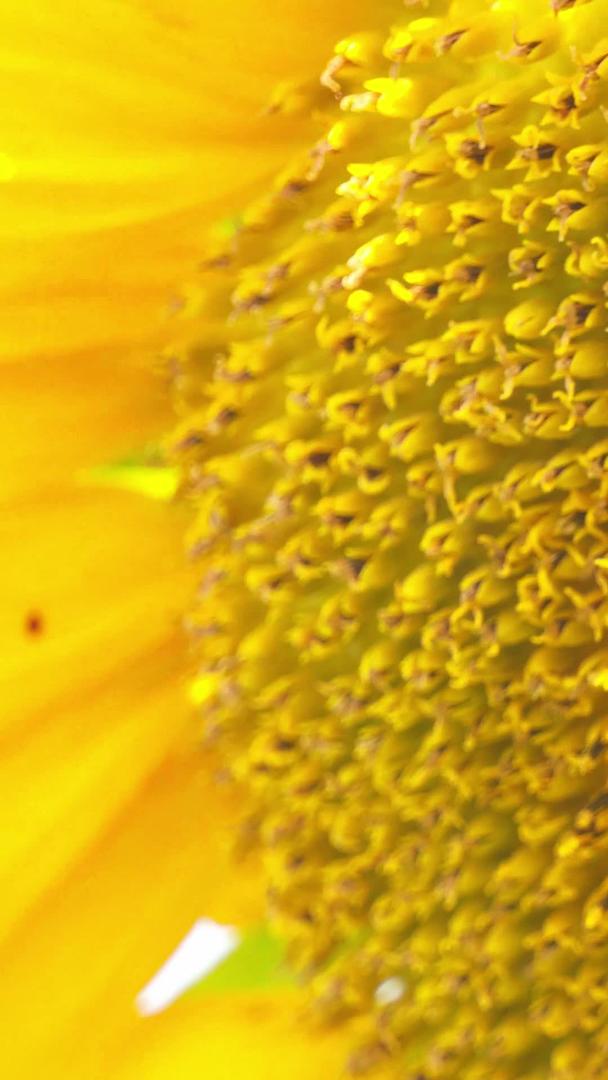 实拍向日葵蜜蜂在花蕊中采蜜视频的预览图