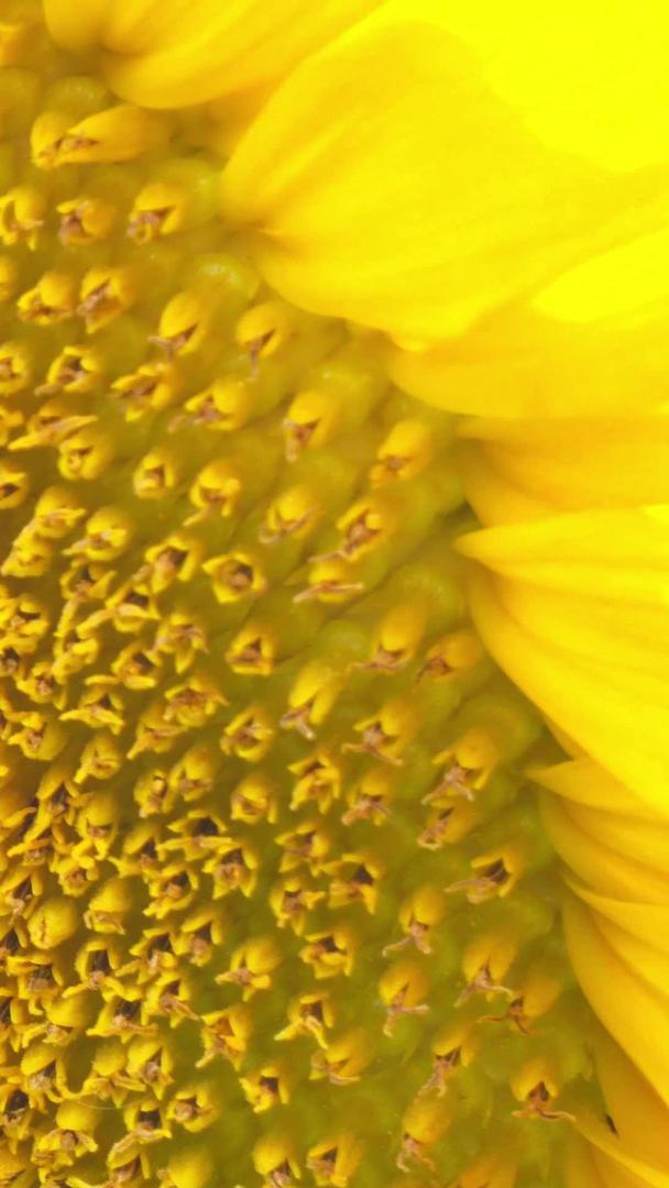 实拍向日葵蜜蜂在花蕊中采蜜视频的预览图