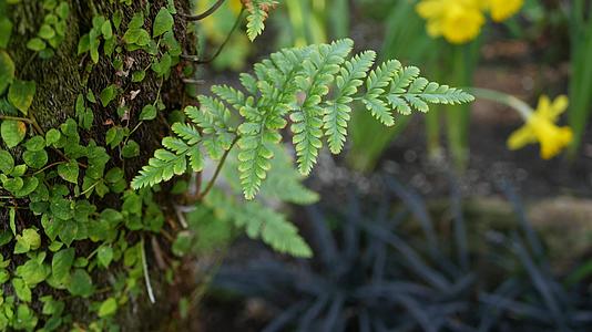 春天的早晨气氛美国加利福尼亚州森林中的蕨叶苔藓和树皮视频的预览图
