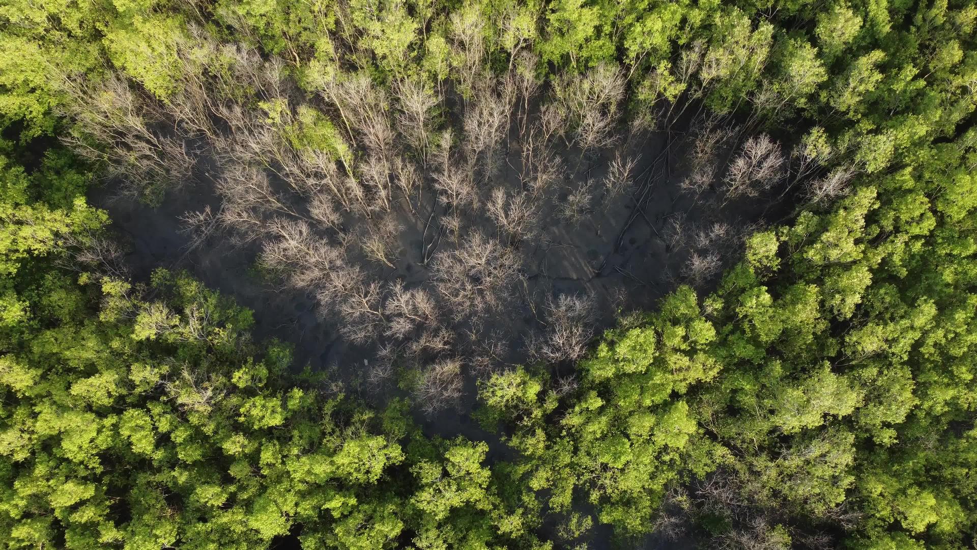 检查干枯无树的无人机视频的预览图