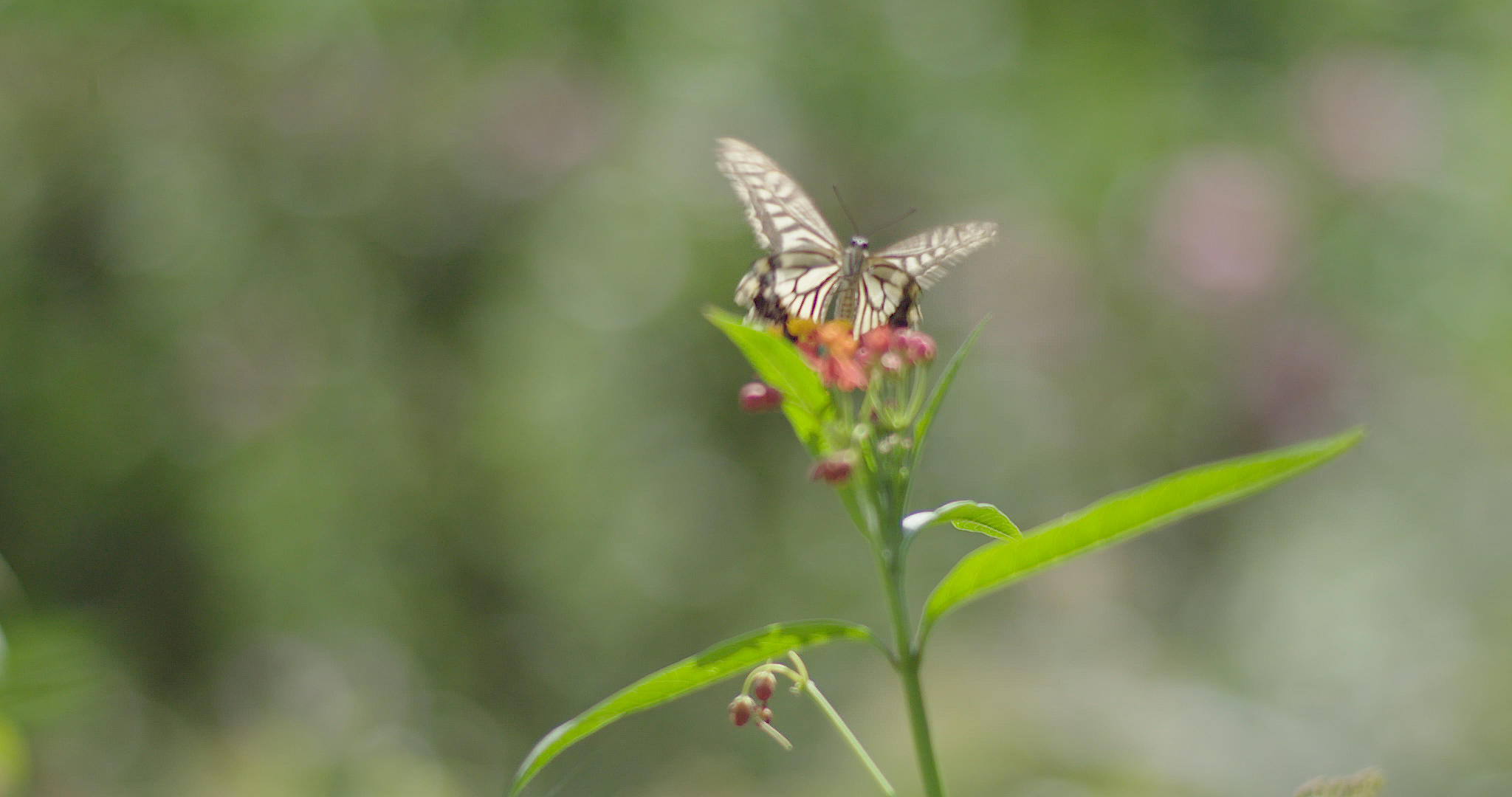 蝴蝶花高速摄影2K视频的预览图
