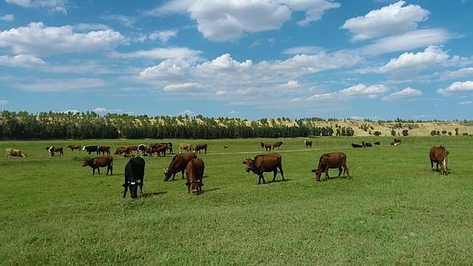 新疆草原牛群航拍视频的预览图