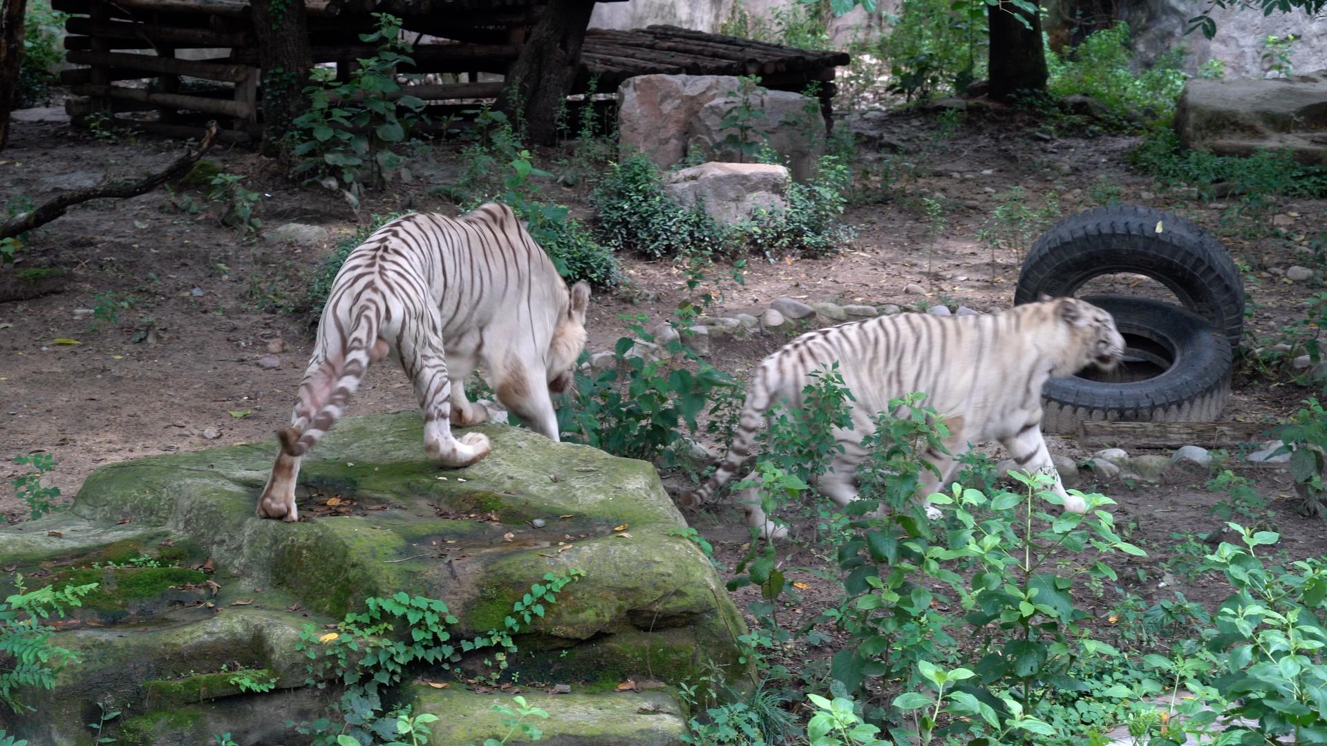 动物园狮虎山视频的预览图