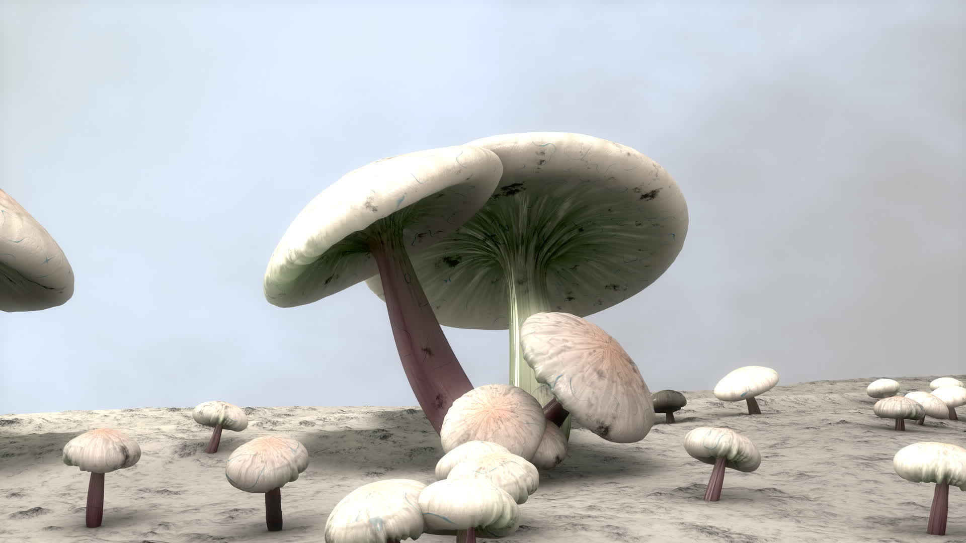 蘑菇动画关闭食物真菌自然自然视频的预览图
