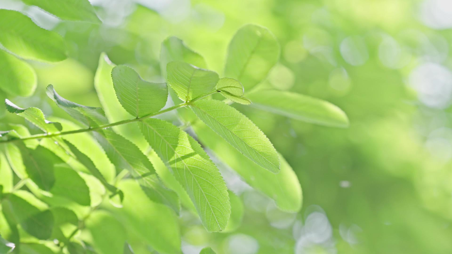 春日阳光下4k绿植植物叶空镜头视频的预览图