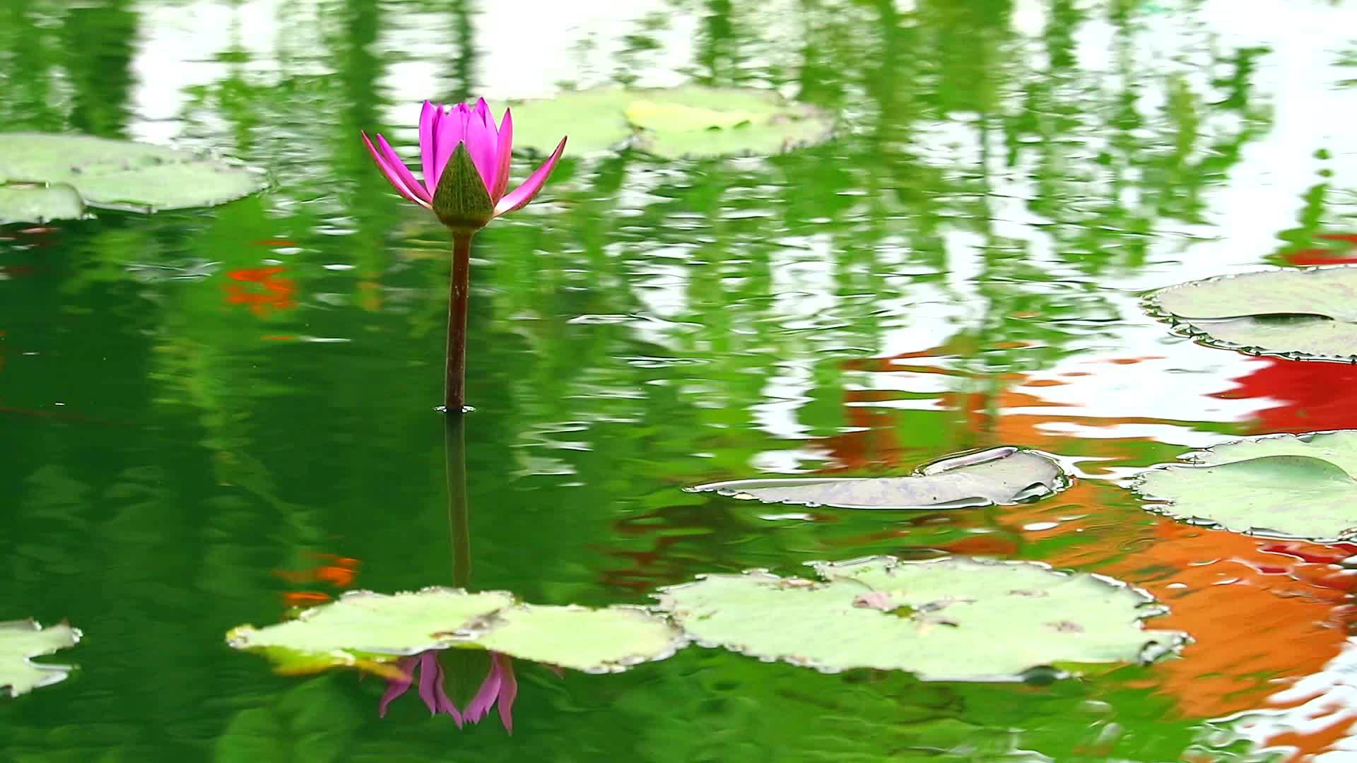 池塘里蓬勃生长的粉红色花朵和落叶上的雨水反射1视频的预览图
