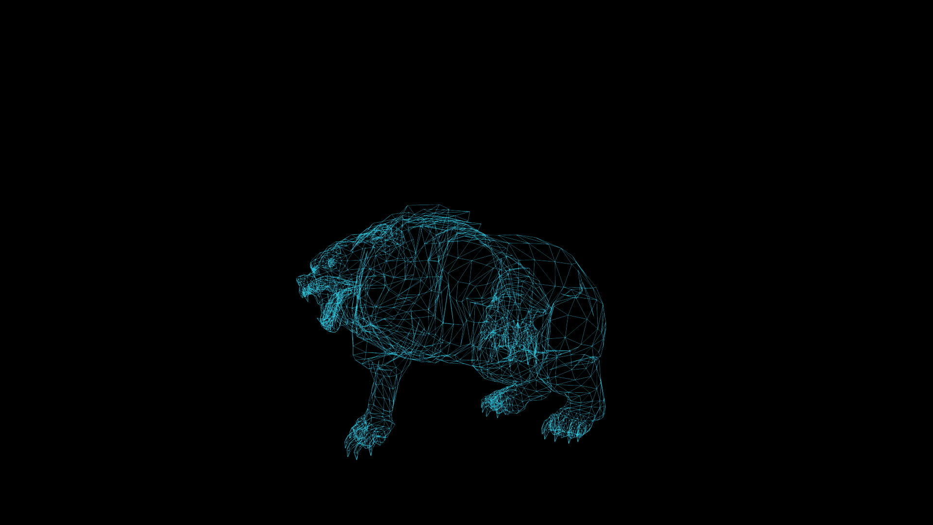 黑色背景熊攻击的电线框架动画视频的预览图