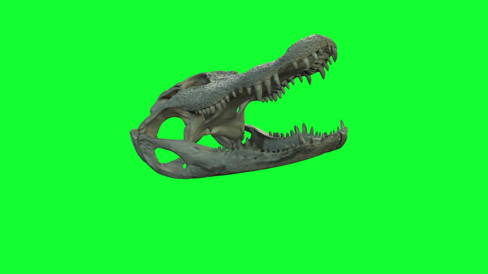在绿色屏幕上拍摄盐水鳄鱼头骨和牙齿视频的预览图