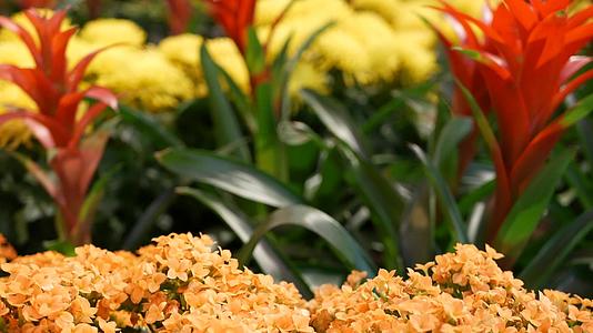 新年的卉装饰从菊花绣球花和古斯曼尼亚的红黄色视频的预览图