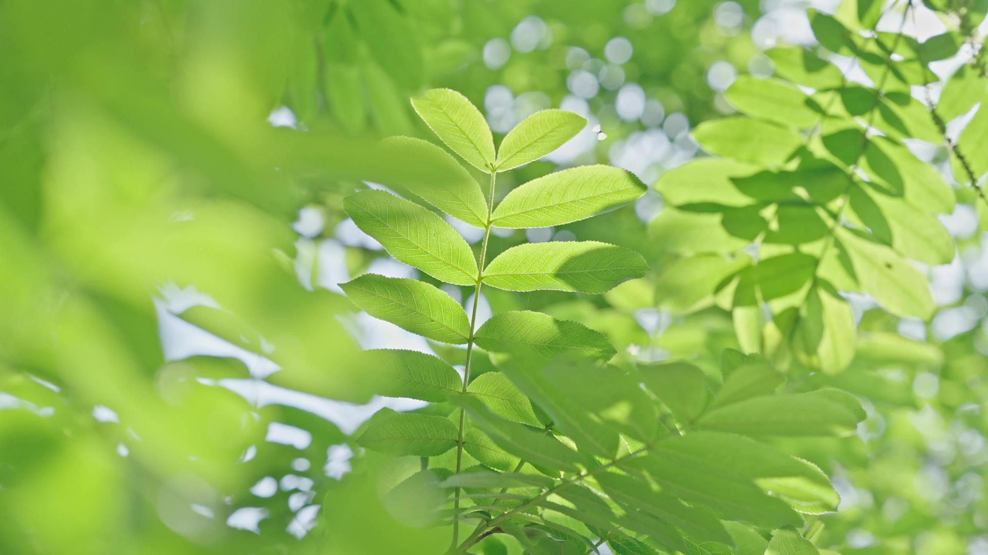 春日阳光下4k绿植植物叶空镜头视频的预览图
