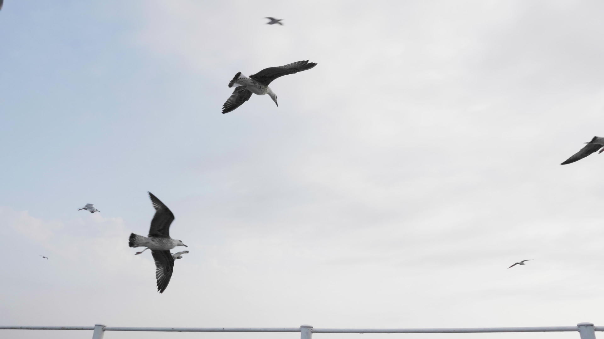 海鸥在渡船顶部飞行在公海航行视频的预览图