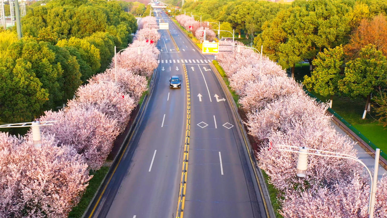 4K航拍城市樱花道路视频的预览图