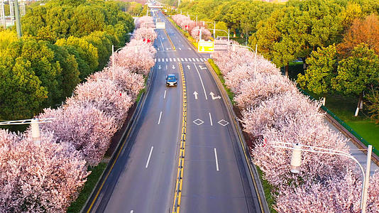 4K航拍城市樱花道路的预览图