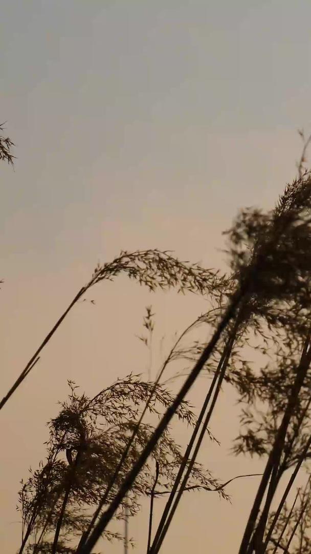 芦苇与夕阳视频的预览图