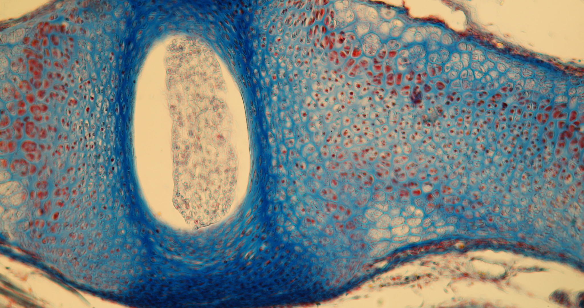 小鼠胚胎的脊椎视频的预览图