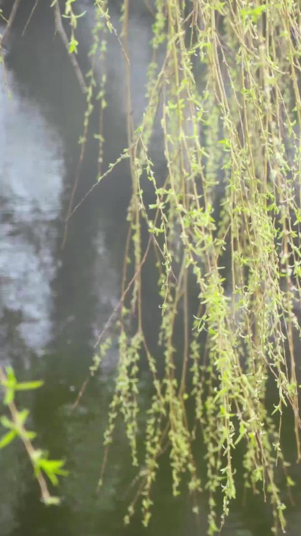 初夏溪流河边小树垂柳视频的预览图
